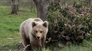 Ελεύθερο στη φύση ορφανό αρκουδάκι που περιέθλαψε για έναν χρόνο ο Αρκτούρος