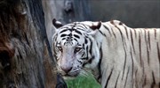 Ελπίδες για διπλασιασμό του πληθυσμού των τίγρεων έως το 2022