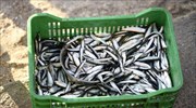 ΗΠΑ: Απαγόρευση αλιείας σαρδέλας στον Ειρηνικό λόγω χαμηλών αποθεμάτων