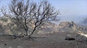Ιεράπετρα: Σημαντικές οι ζημίες από την πυρκαγιά σε Ανατολή και Μύρτο