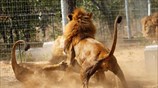 Λιοντάρια στη Νότια Αφρική