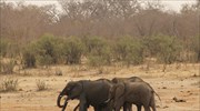 Ζιμπάμπουε: Άγρια ζώα προς πώληση λόγω ξηρασίας