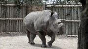 Τεχνητή γονιμοποίηση για τη διάσωση του βόρειου λευκού ρινόκερου