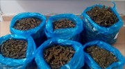 Λευκάδα: Είχε στο σπίτι του σχεδόν 8 κιλά κάνναβη