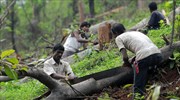 Ινδία: 5,5 δισεκατομμύρια ευρώ για τη δημιουργία νέων δασών