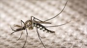 Νήσοι Κέιμαν: Εκατομμύρια γενετικά τροποποιημένα κουνούπια για την καταπολέμηση του ιού Ζίκα