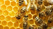 ΗΠΑ: Το 44% των αποικιών μελισσών χάθηκε μέσα σε ένα χρόνο