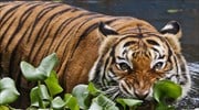 Δύο τίγρεις δραπέτευσαν από καταφύγιο αιλουροειδών στην Ολλανδία