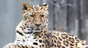 Ρωσία: Κατασκευή υπόγειου διαδρόμου άγριας ζωής για την προστασία απειλουμένων αιλουροειδών