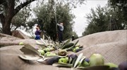 Παράταση χρόνου υποβολής των δηλώσεων Ενιαίας Ενίσχυσης για αγρότες