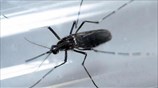 Βραζιλία: Συναγερμός για τον Ζίκα εν όψει Ολυμπιακών Αγώνων