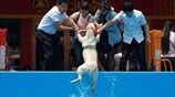 Διαγωνισμός κολύμβησης σκύλων στην Κίνα