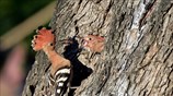 Tσαλαπετεινός στο Ναύπλιο