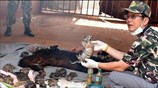 Ταϊλάνδη: 40 νεκρά τιγράκια σε καταψύκτη βουδιστικού ναού