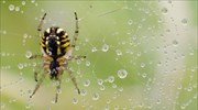 Αράχνη στη Γερμανία