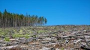 Νορβηγία: Δέσμευση μηδενικής αποψίλωσης των δασών