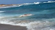 Ιεράπετρα: Νεκρή φάλαινα ξεβράστηκε σε παραλία του νησιού Χρυσή