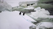 Οι πιγκουίνοι της Ανταρκτικής απειλούνται από την κλιματική αλλαγή
