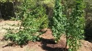Ρέθυμνο: Φυτεία με 376 δενδρύλλια κάνναβης εντόπισαν οι αρχές στον Μυλοπόταμο