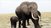 Δυσοίωνο μέλλον για τους ελέφαντες μετά την αντίθεση της Ε.Ε. στην παγκόσμια απαγόρευση ελεφαντόδοντου