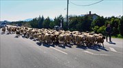Πρόβατα προκάλεσαν κυκλοφοριακό κομφούζιο στην Περιφερειακή της Θεσσαλονίκης