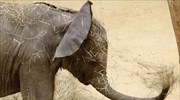 Μαλάουι: Μεταφορά 500 ελεφάντων σε καταφύγιο με γερανούς και φορτηγά
