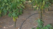 Καλαμάτα: Εντοπίστηκε «ορφανή» φυτεία χασίς