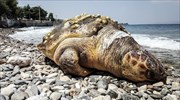 Νεκρή θαλάσσια χελώνα στη Λακωνία