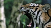 Τίγρης στον ζωολογικό κήπο στο Αμβρούργο