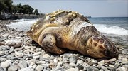 Νεκρή χελώνα Καρέτα - Καρέτα στη Σκύρο