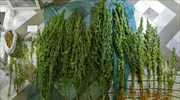 Είχε φυτέψει στην αυλή του 280 δενδρύλλια κάνναβης