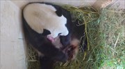 Αυστρία: Σπάνιο γιγαντιαίο πάντα γέννησε σε αιχμαλωσία στον ζωολογικό κήπο της Βιέννης