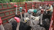 Κίνα: Μεταφέροντας στρουθοκαμήλους