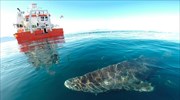 Γροιλανδία: Καρχαρίας ηλικίας 400 ετών ίσως είναι το πιο γηραιό ζώο στον κόσμο