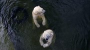 Πολικές αρκούδες στον ζωολογικό κήπο του Γκελζενκίρχεν