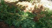 Ηράκλειο: Εντοπισμός χασισοφυτείας - Δύο συλλήψεις
