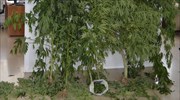 Σύλληψη 50χρονου για καλλιέργεια δενδρυλλίων κάνναβης