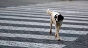 Περιστατικό μεγάλης αγριότητας με θύματα σκυλιά στο Παναιτώλιο Αιτωλοακαρνανίας