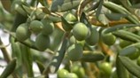 Κροατία: Η ξηρασία καταστρέφει τα ελαιόδεντρα
