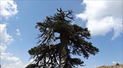 Europe’s oldest tree reportedly pinpointed in extreme northern Greece
