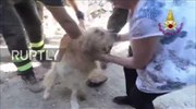 Σκύλος επέζησε για 9 ημέρες στα χαλάσματα στο Αματρίτσε
