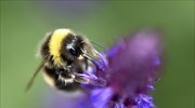ΗΠΑ: Εκατομμύρια μέλισσες νεκρές μετά από ψεκασμό για κουνούπια που μεταφέρουν τον ιό Ζίκα