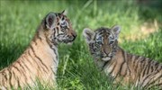 Τιγράκια στον ζωολογικό κήπο του Ντούισμπουργκ