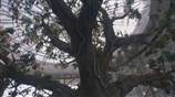 Ντουμπάι: Εγκαινιάστηκε τροπικό πάρκο στη μέση της ερήμου