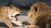 Λιοντάρια στον ζωολογικό κήπο Χάγκενμπεκ