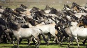 ΗΠΑ: Απόφαση για τη θανάτωση 45.000 άγριων αλόγων για τη δημιουργία βοσκοτοπιών για βοοειδή