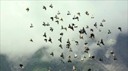 Β. Αμερική: 1,5 δισεκατομμύριο πτηνά λιγότερα στους ουρανούς από το 1970