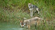 Η Νορβηγία αποφάσισε να θανατώσει 47 από τους 68 εναπομείναντες λύκους της