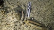 Ελπίδες για γενετικό «θησαυρό» στον νέο σκελετό από το ναυάγιο των Αντικυθήρων