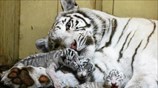 Νεογέννητα λευκά τιγράκια στην Πολωνία
